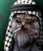 Аватар для OldCat